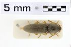 Foto (Dorsalansicht) von Heteroderes heterostixus (NHMW-ZOO-COL-0010622)